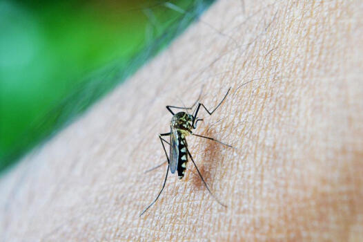 Účinné triky, díky kterým se vám budou komáři vyhýbat