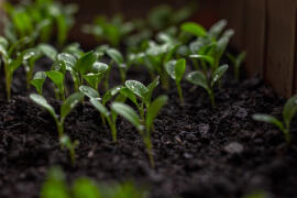 Naučte se pěstovat květák, hrášek nebo mrkev a ušetříte hodně peněz
