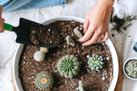Ta naturen inn: En guide til valg av planter for innendørs bruk